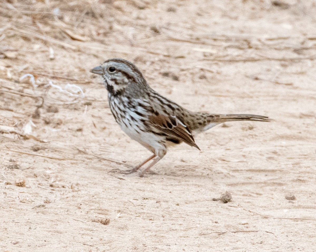 Song Sparrow - ML623723063