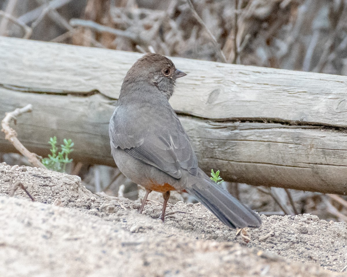 California Towhee - ML623723069