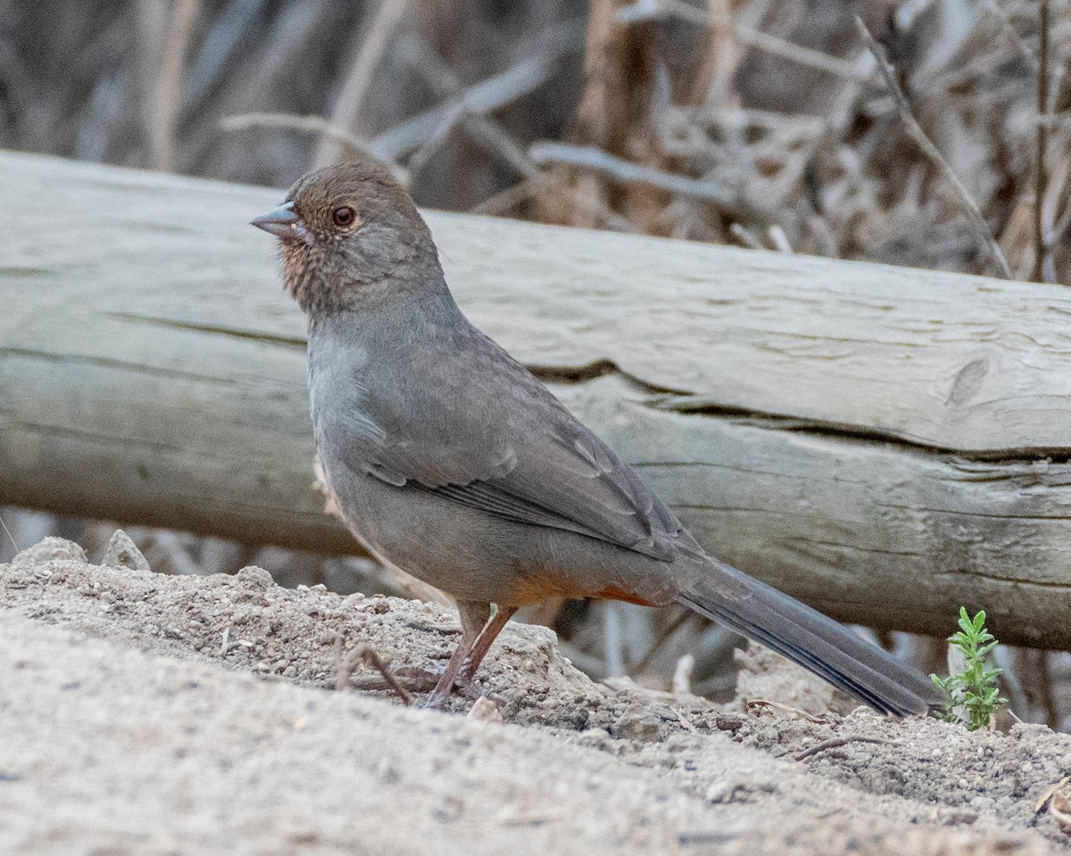 California Towhee - ML623723073