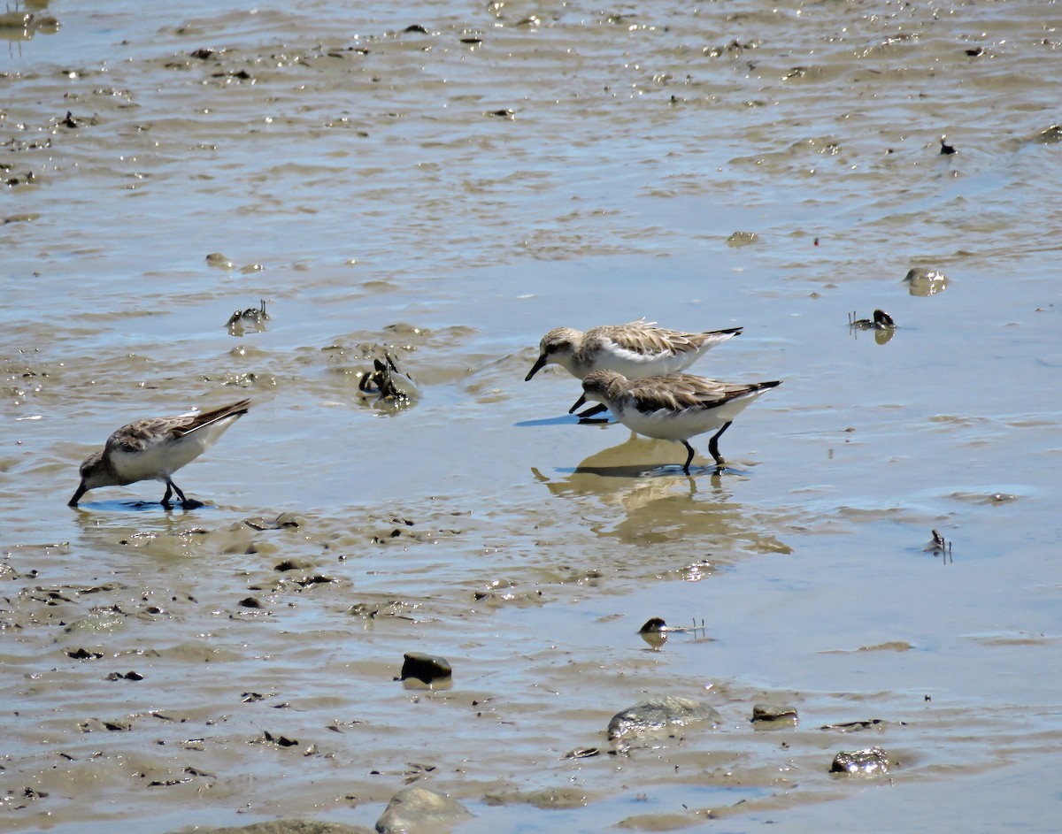 Red-necked Stint - ML623723074