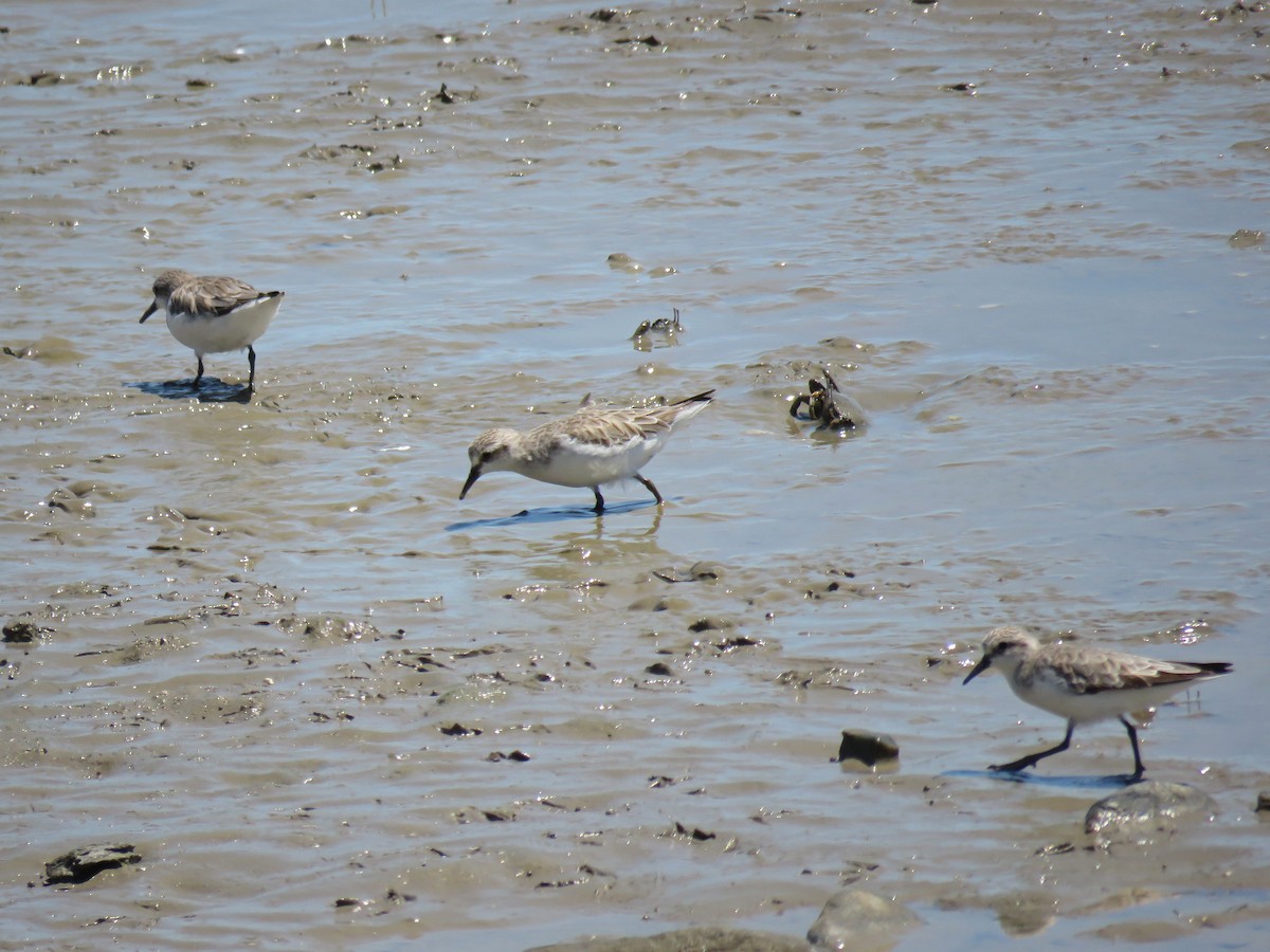 Red-necked Stint - ML623723077