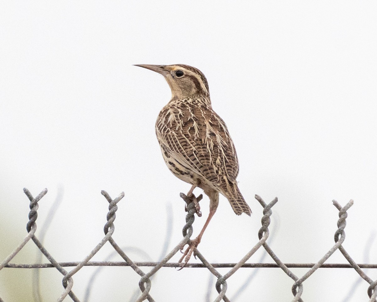 Western Meadowlark - ML623723089