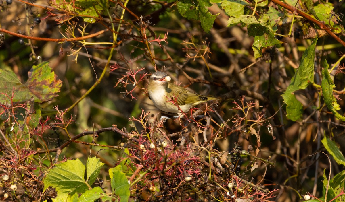 Red-eyed Vireo - ML623723092