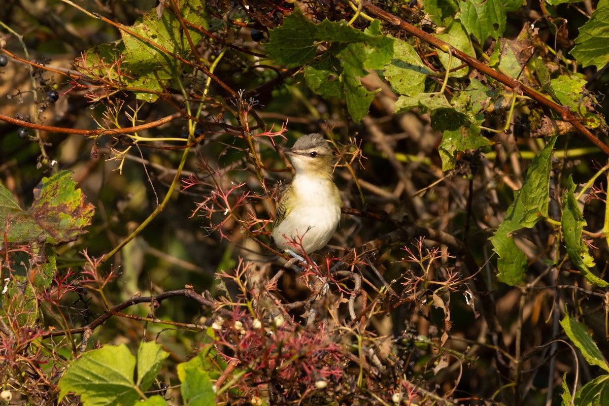 Red-eyed Vireo - ML623723093