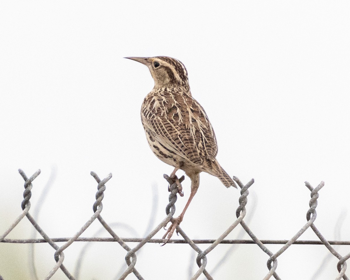 Western Meadowlark - ML623723098