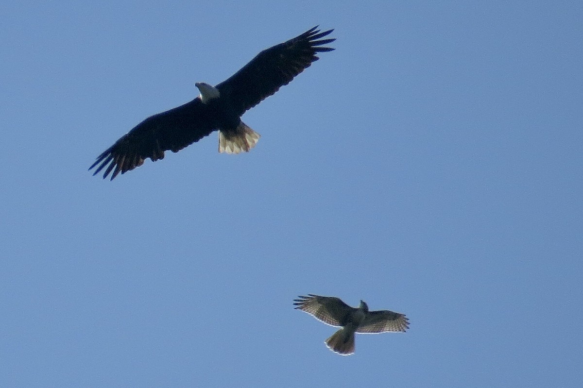 Bald Eagle - Mayuko Fujino