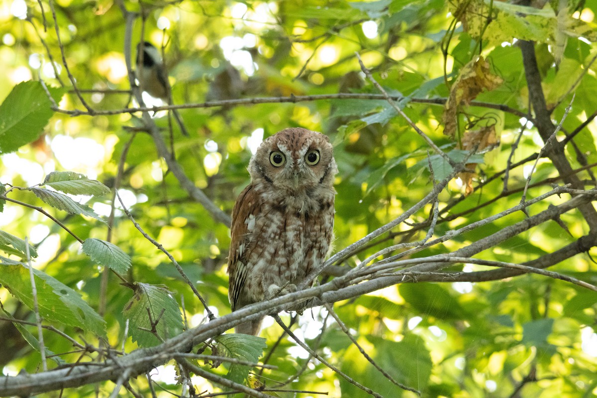 Eastern Screech-Owl (Northern) - ML623723141