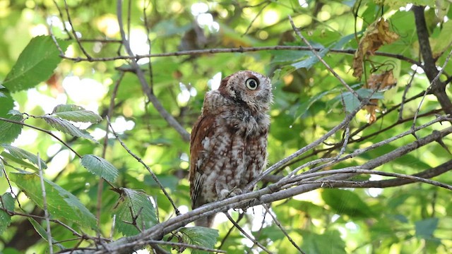 Eastern Screech-Owl (Northern) - ML623723144