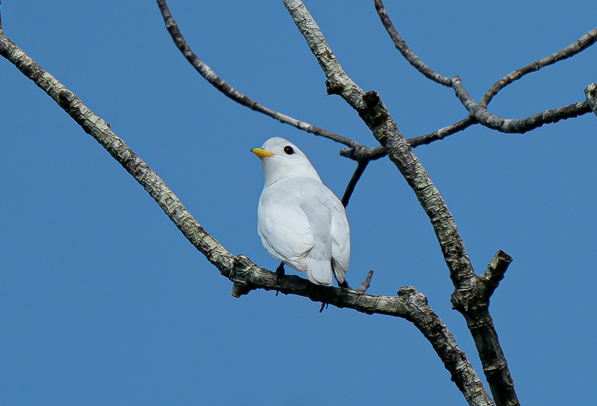 Yellow-billed Cotinga - ML623723145