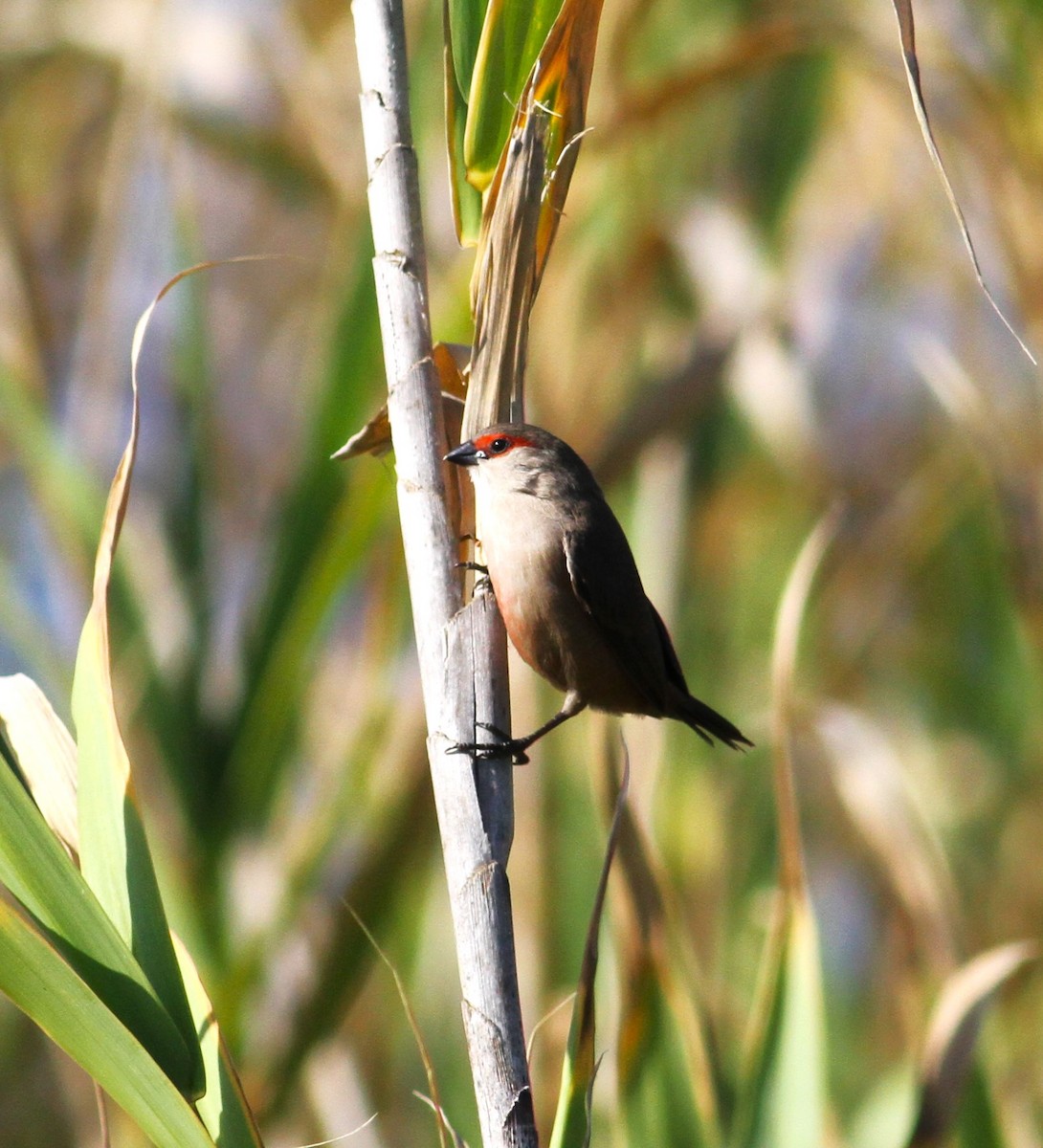 Common Waxbill - Carlos Pereira