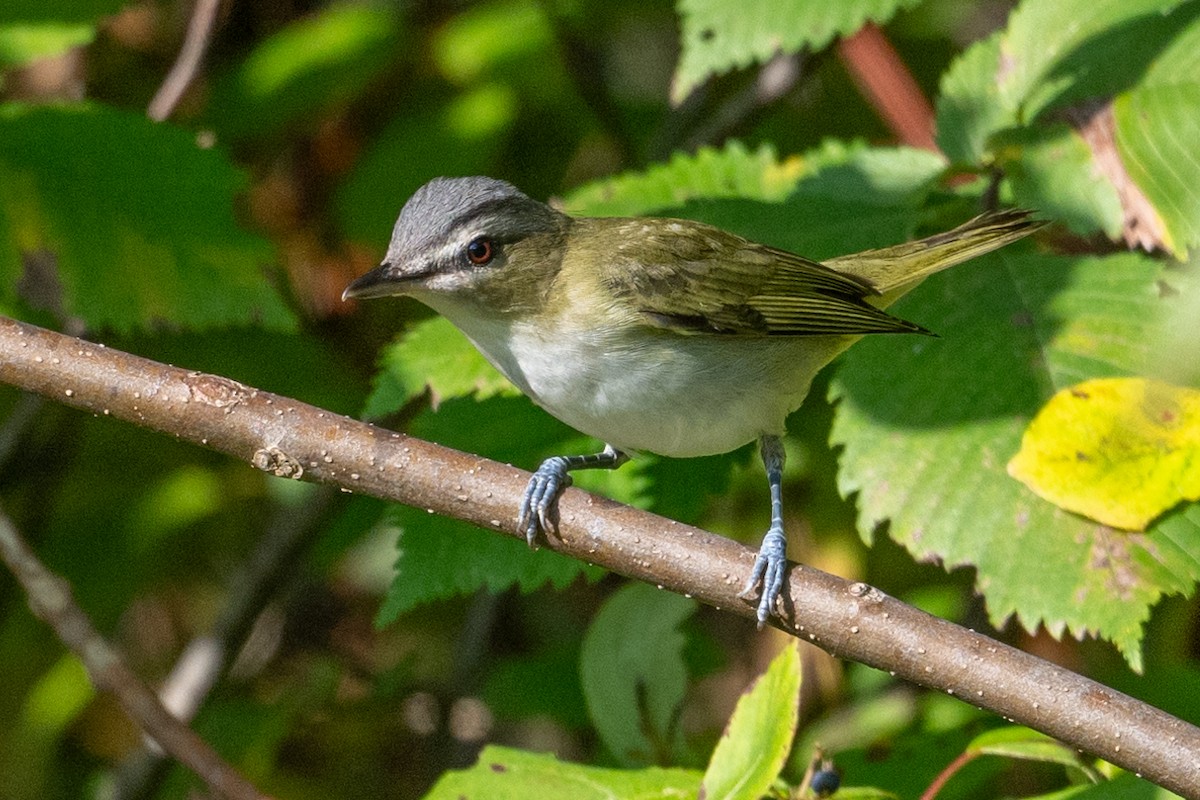 Vireo occhirossi - ML623723232