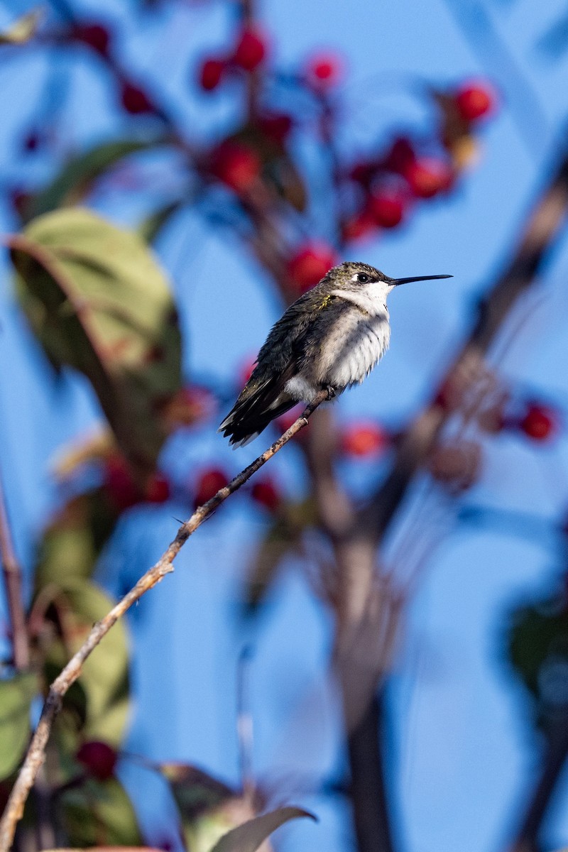 Ruby-throated Hummingbird - Kirstyn Eckhardt