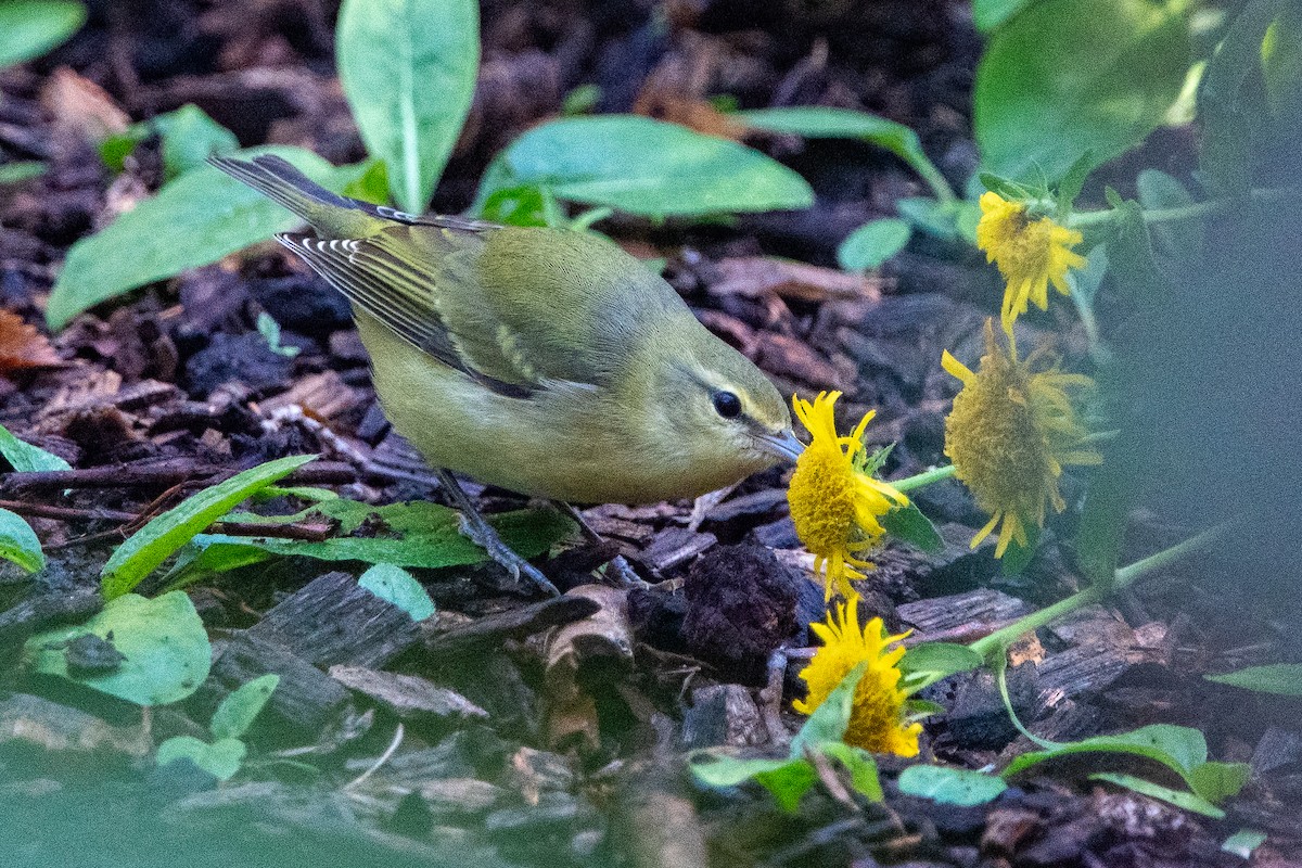 Brauenwaldsänger - ML623723260