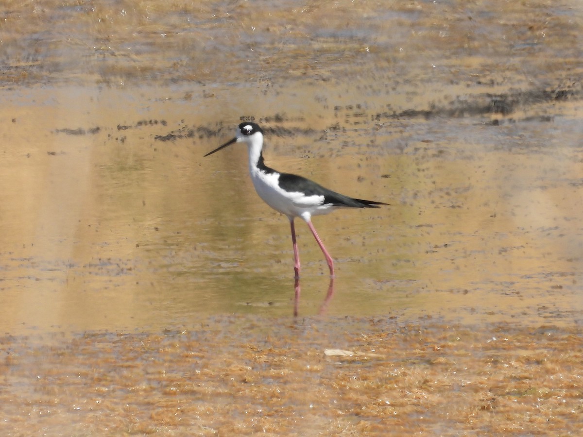 Black-necked Stilt - ML623723342