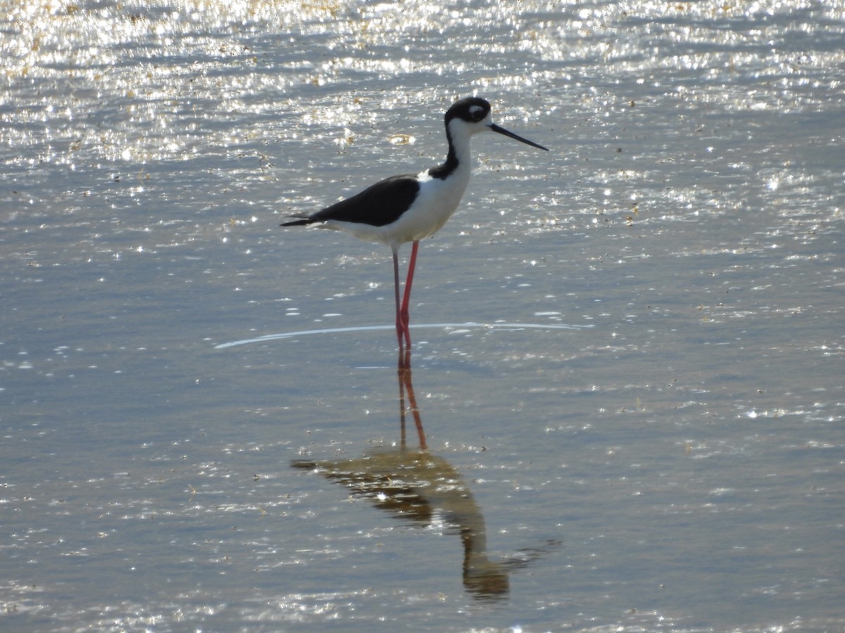 Black-necked Stilt - ML623723343