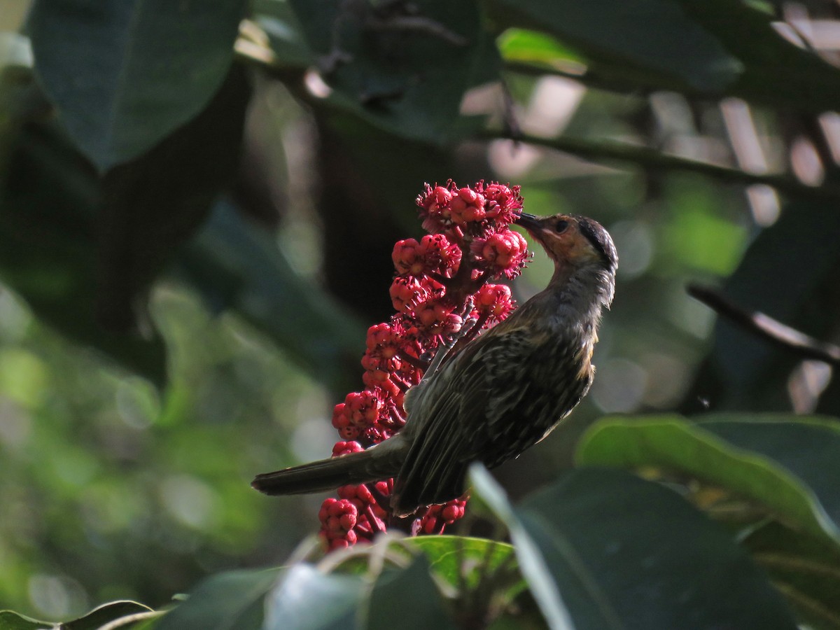 Macleay's Honeyeater - ML623723344