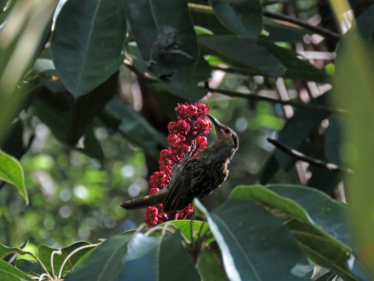 Macleay's Honeyeater - ML623723345