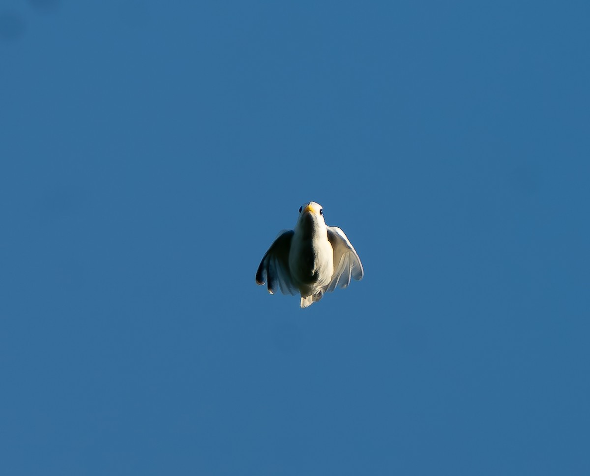 Yellow-billed Cotinga - ML623723347