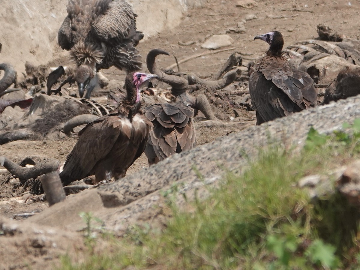 Hooded Vulture - ML623723436