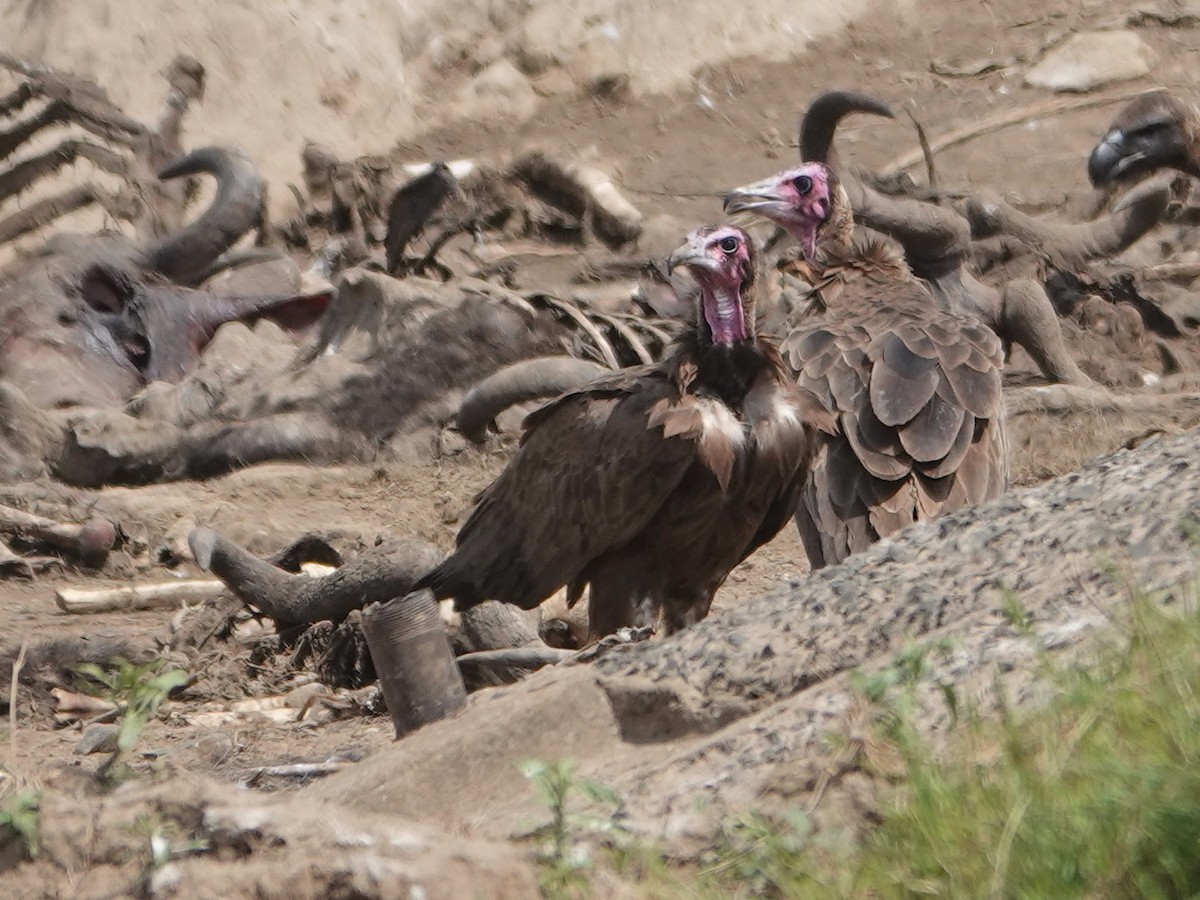 Hooded Vulture - ML623723437