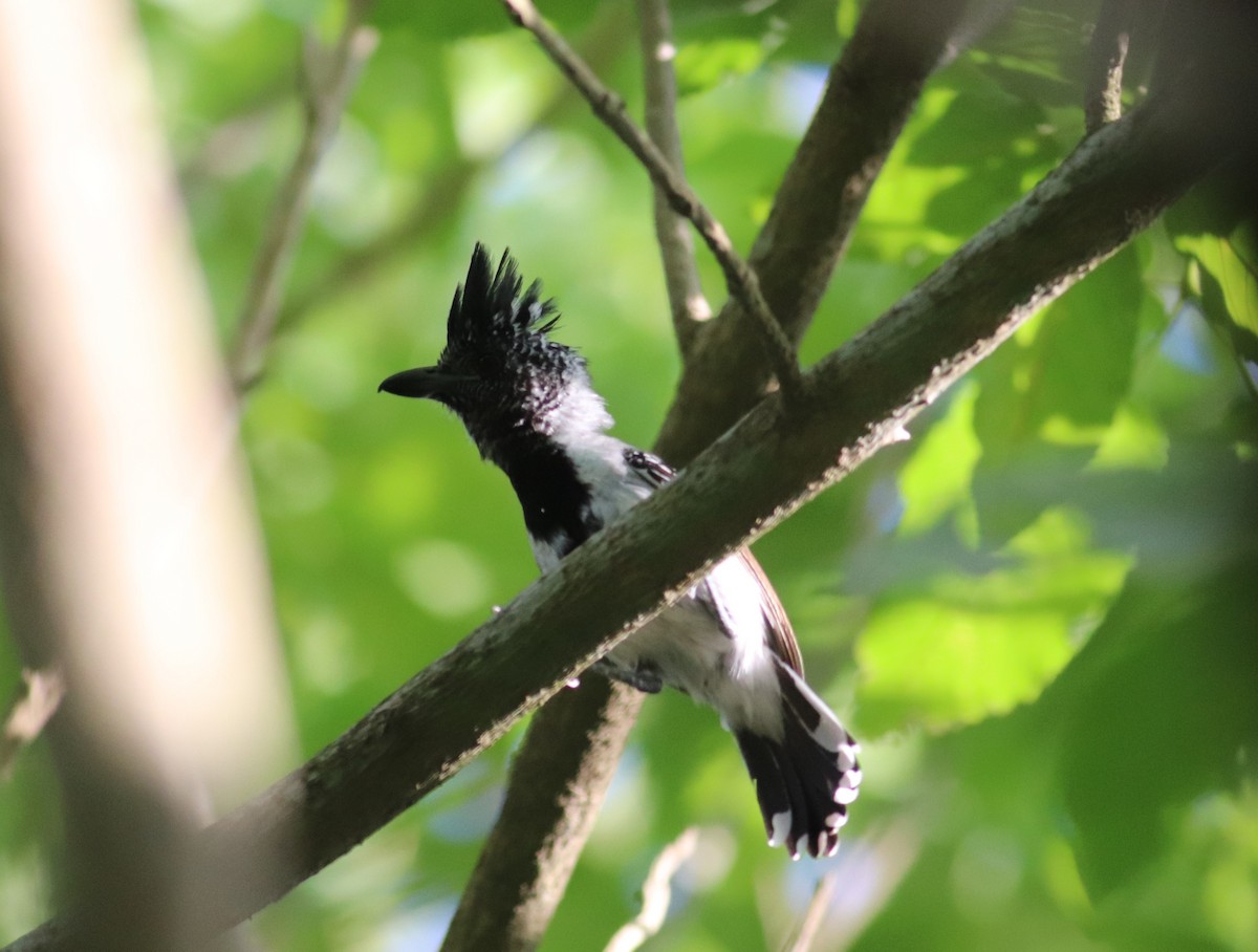 Black-crested Antshrike - ML623723459