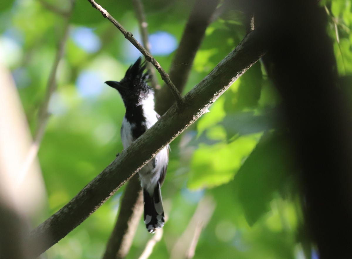 Black-crested Antshrike - ML623723460