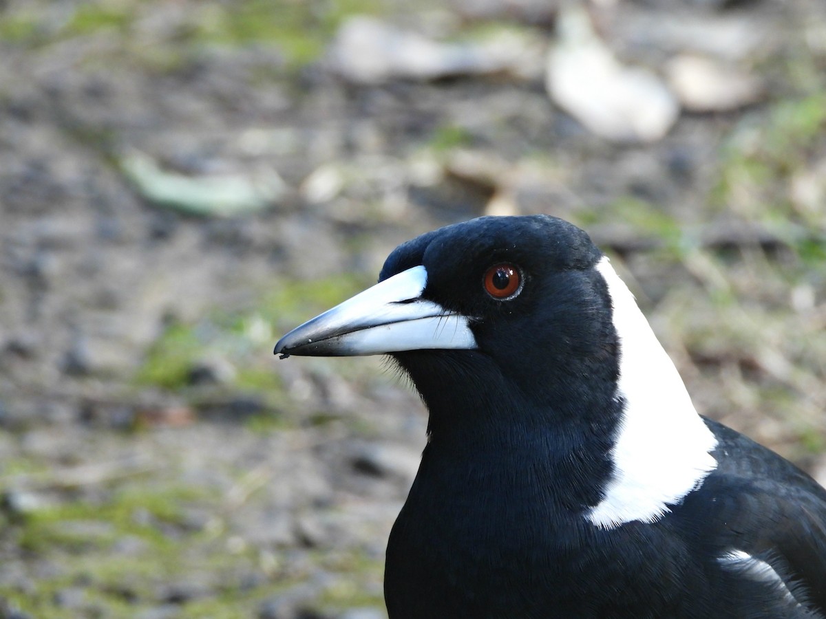 Australian Magpie - ML623723547