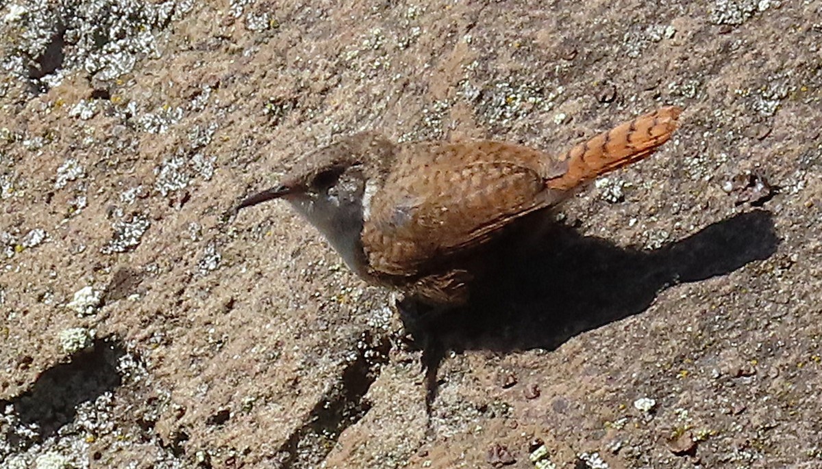 Canyon Wren - ML623723567