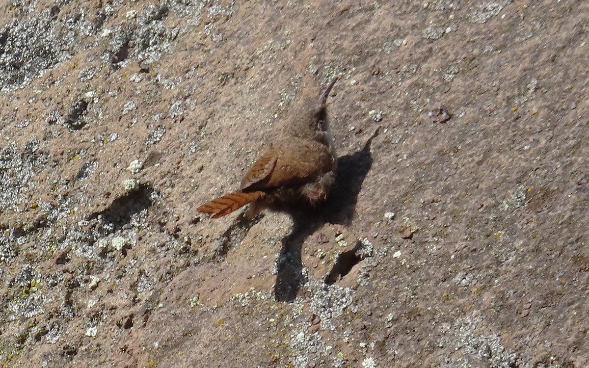 Canyon Wren - ML623723568