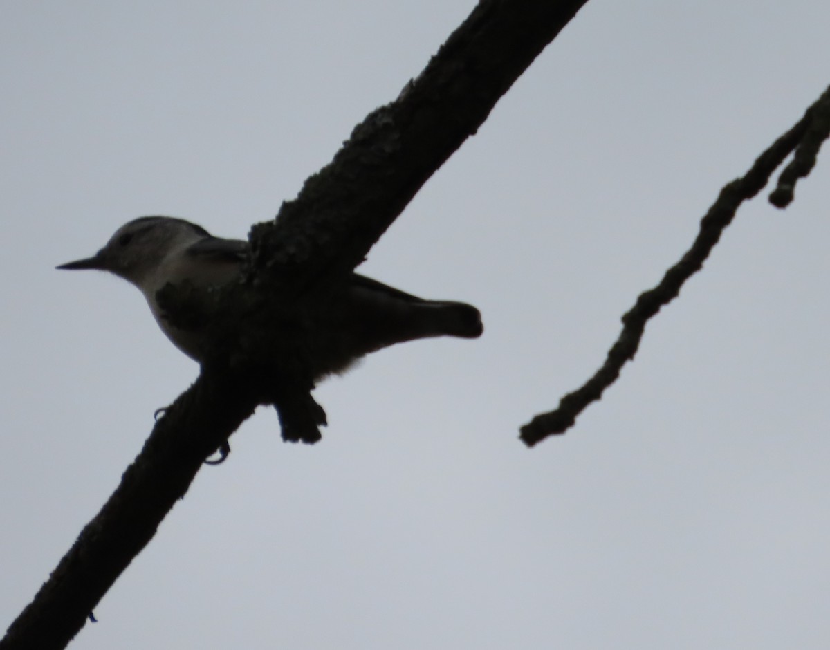 White-breasted Nuthatch - ML623723600