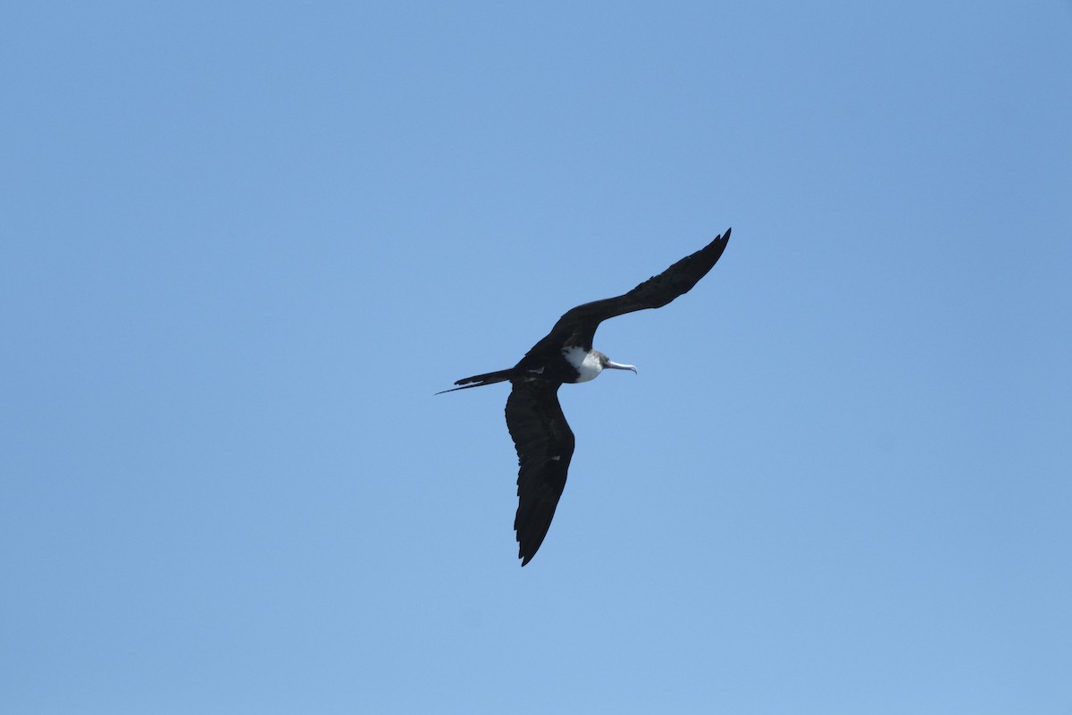 Great Frigatebird - ML623723688