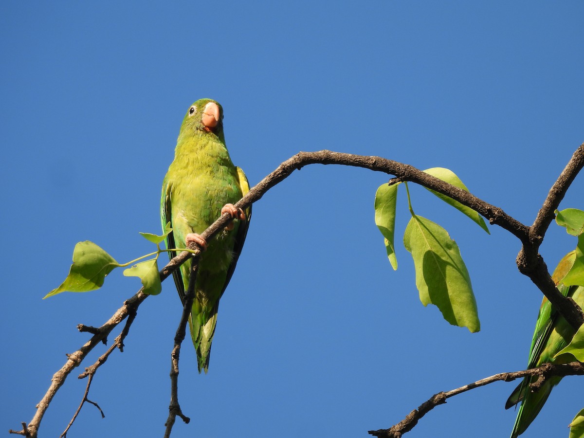 Orange-chinned Parakeet - ML623723701