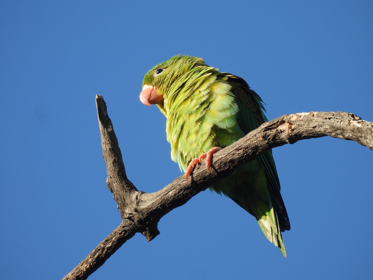 Orange-chinned Parakeet - Leandro Niebles Puello