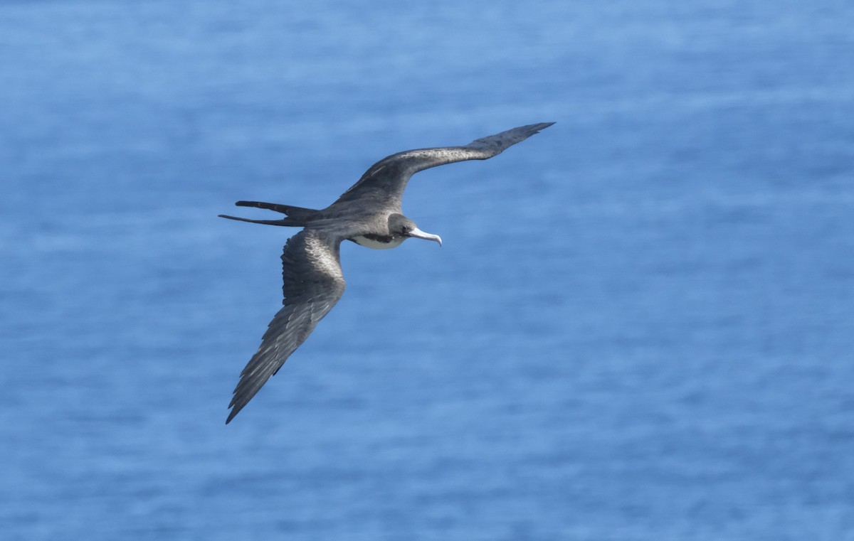 Great Frigatebird - ML623723708