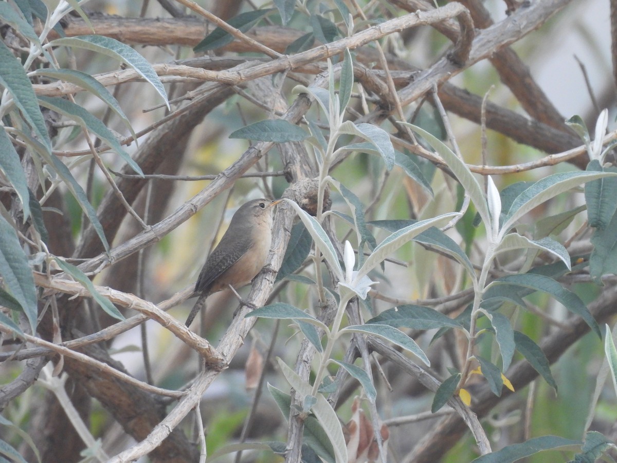 House Wren (Southern) - ML623723754