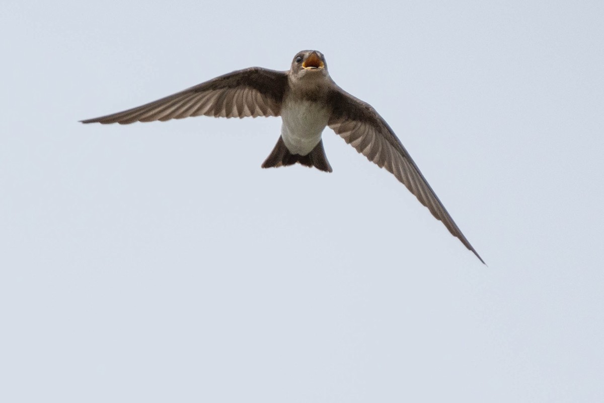 Tree Swallow - ML623723853