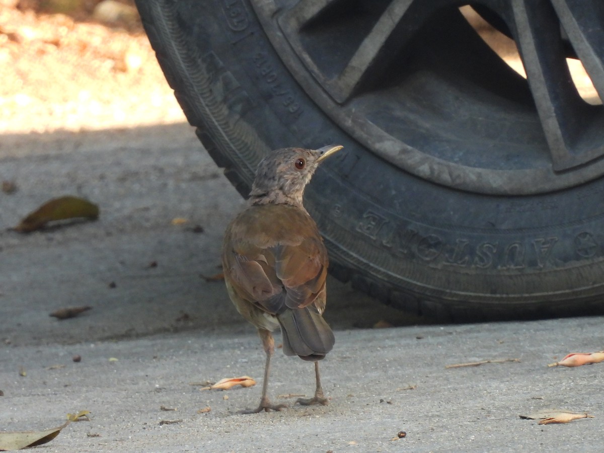 Pale-breasted Thrush - ML623723859