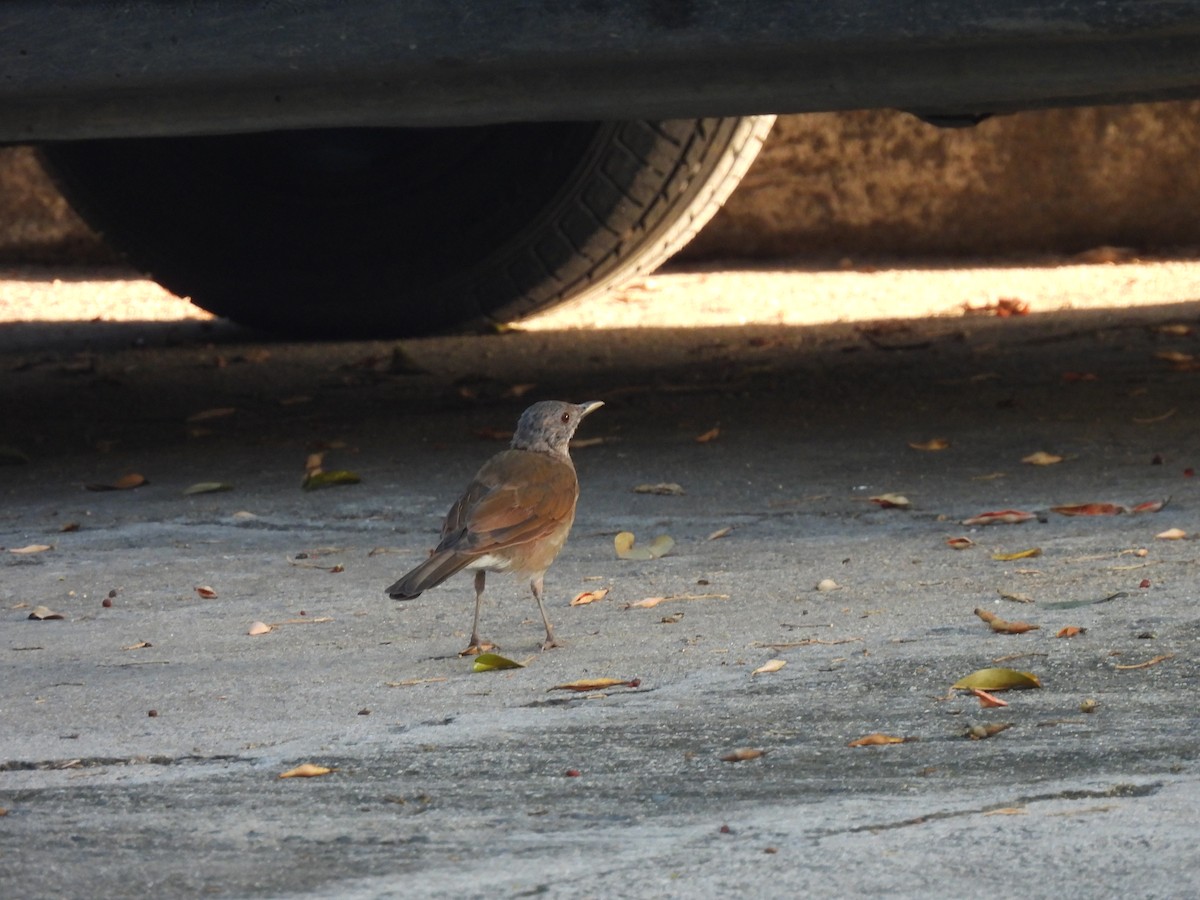 Pale-breasted Thrush - ML623723860