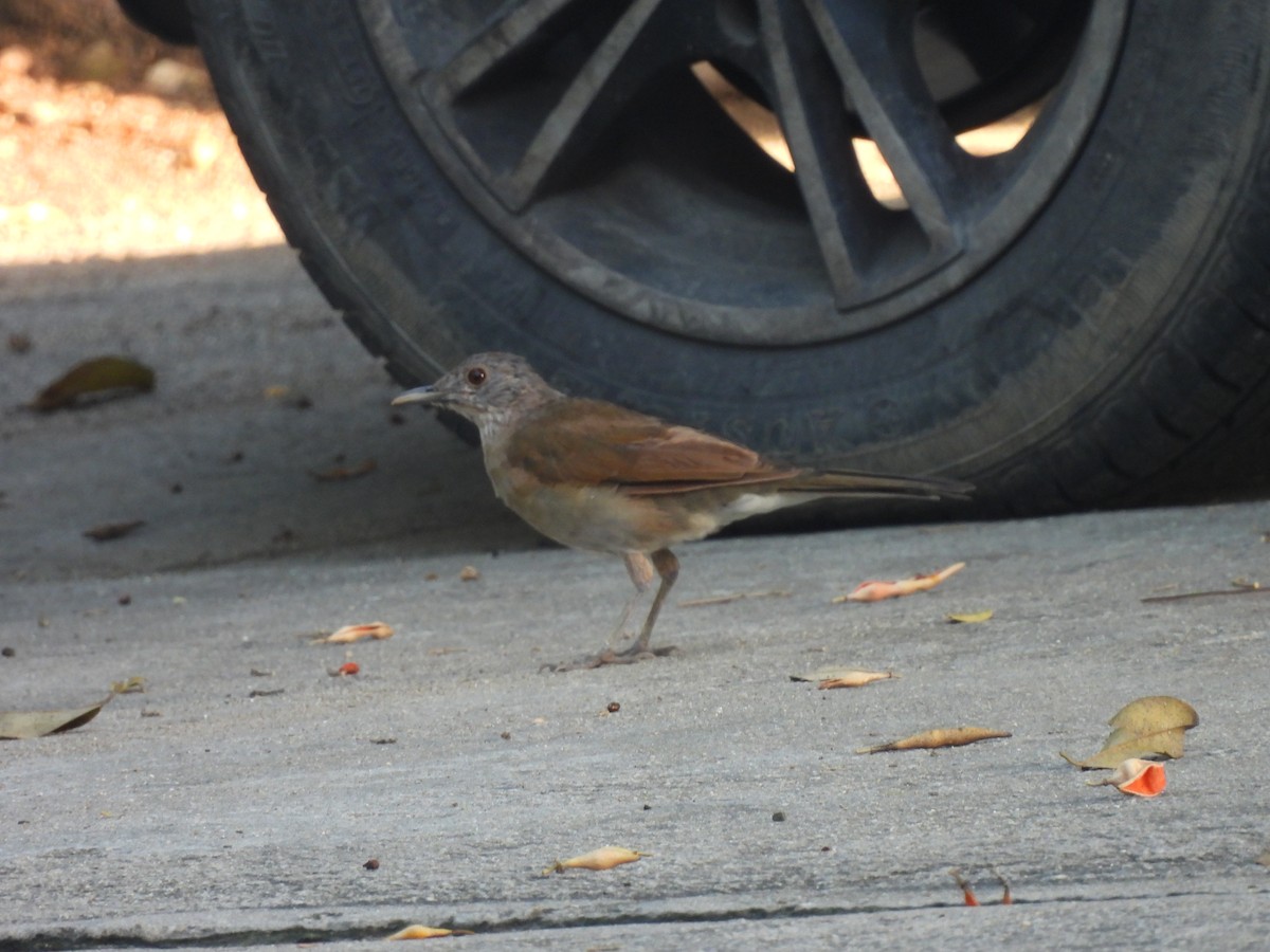 Pale-breasted Thrush - ML623723861