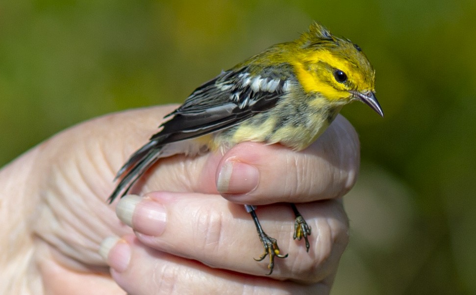 Black-throated Green Warbler - ML623723874