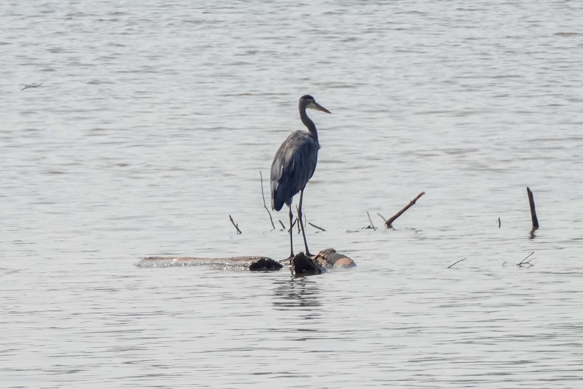 Great Blue Heron - ML623723901