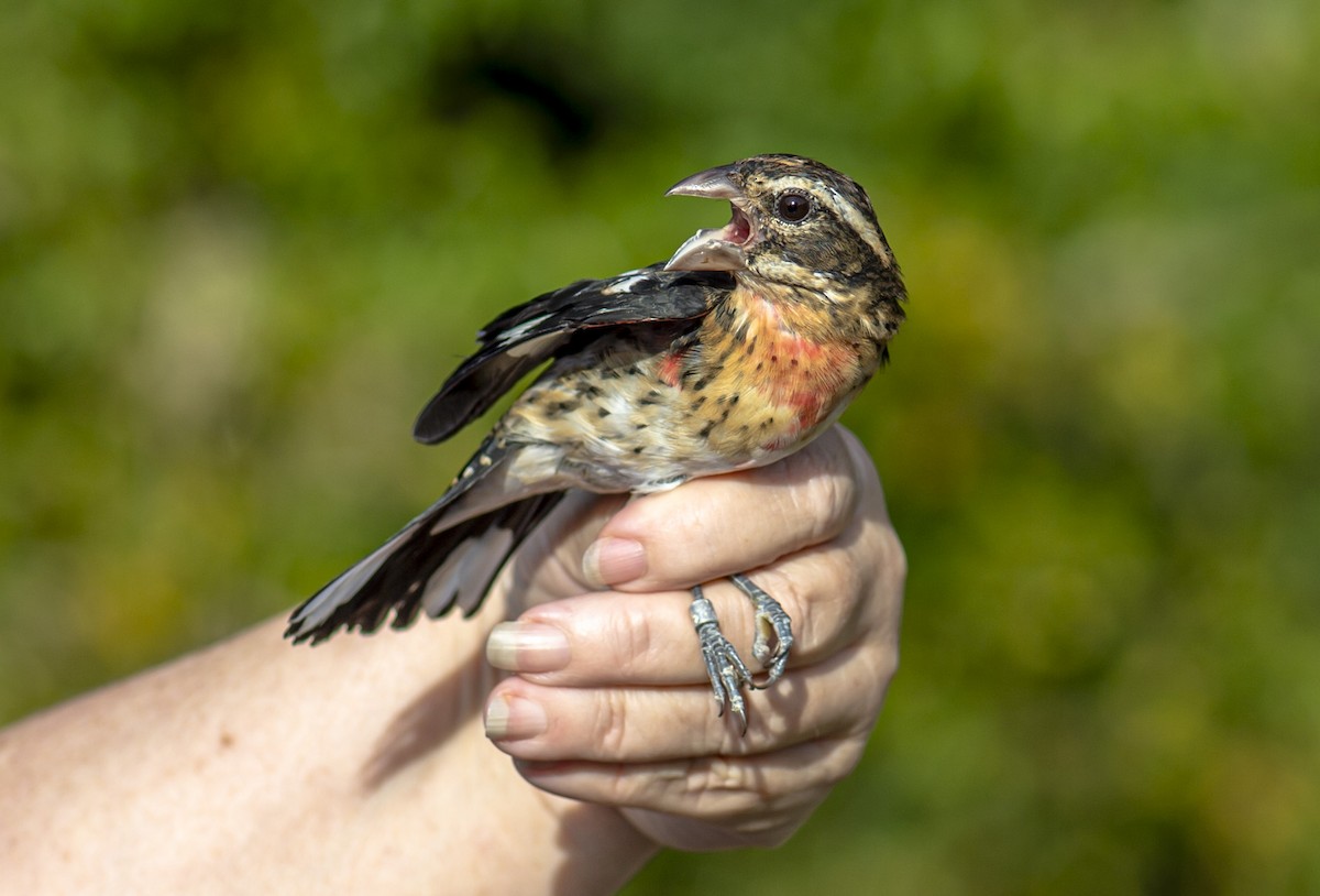 Rose-breasted Grosbeak - ML623723903