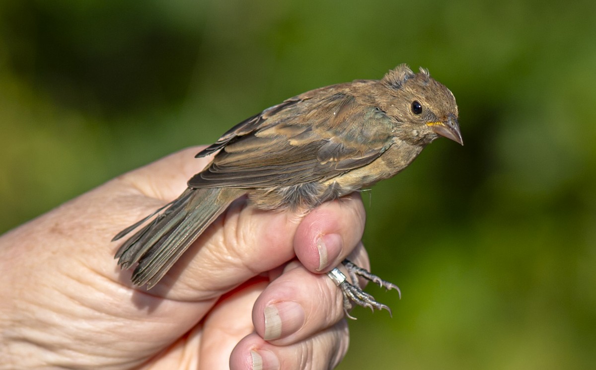 Indigo Bunting - ML623723929