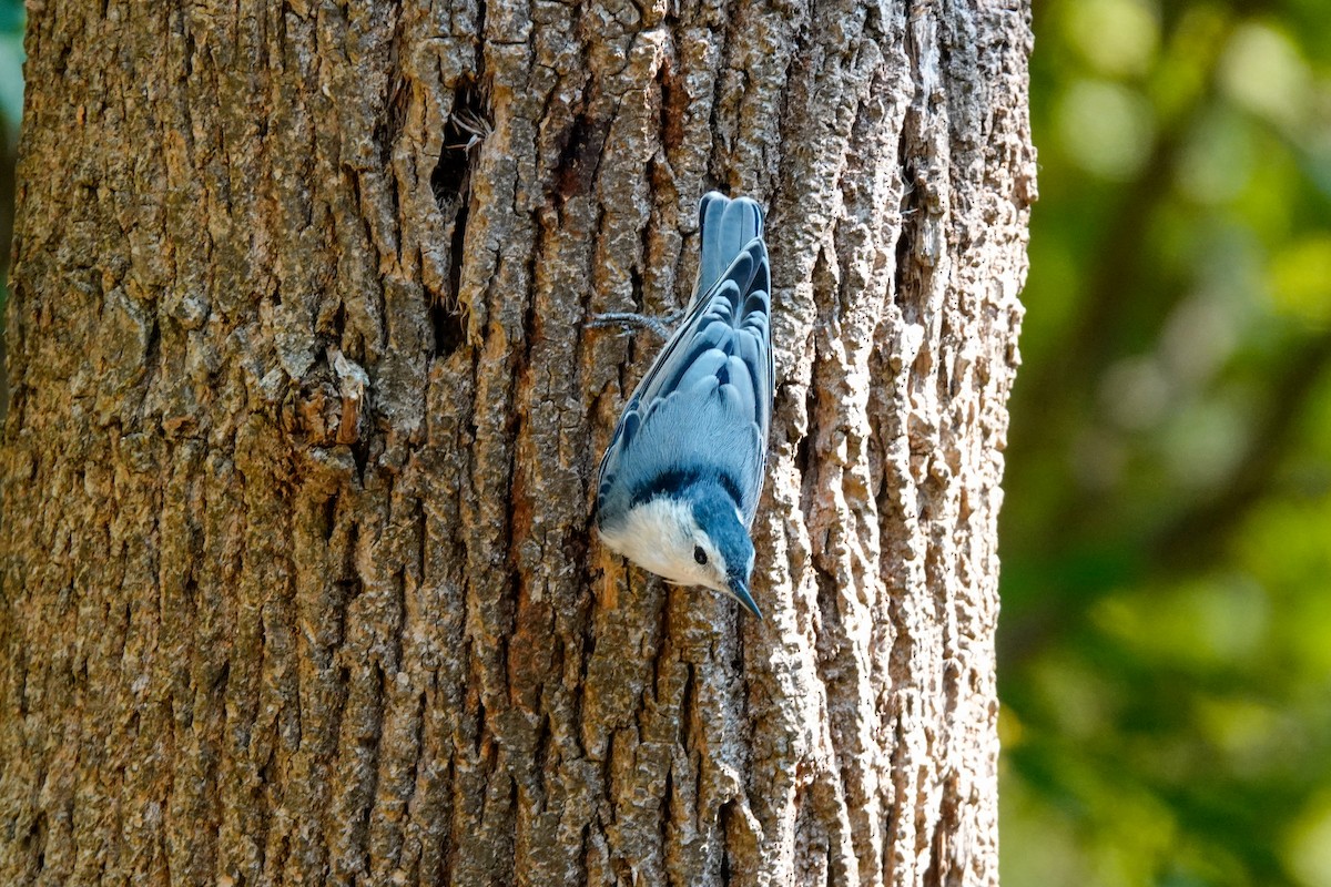 White-breasted Nuthatch - ML623723943