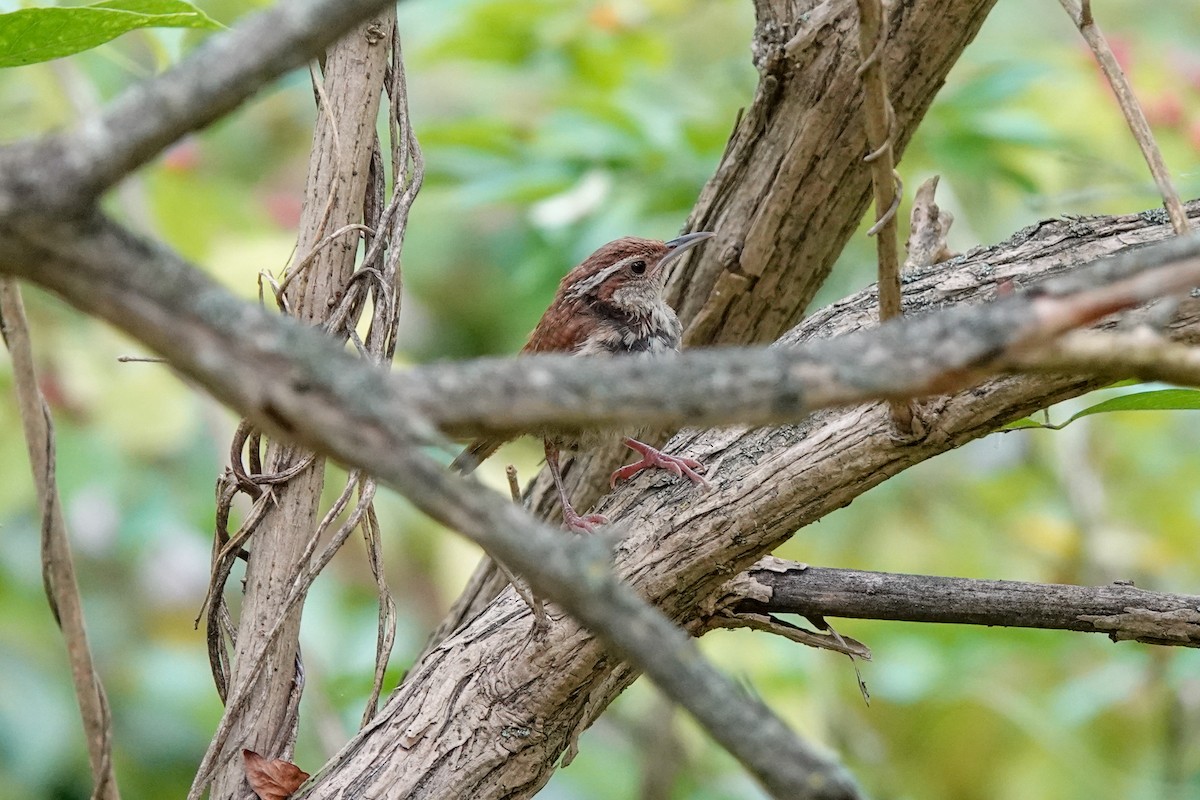 Carolina Wren - Ivan Radenkovic