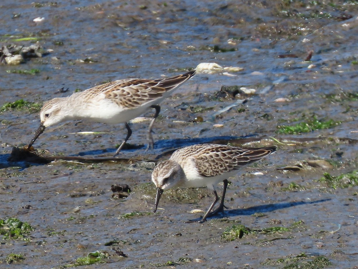 Western Sandpiper - ML623723965