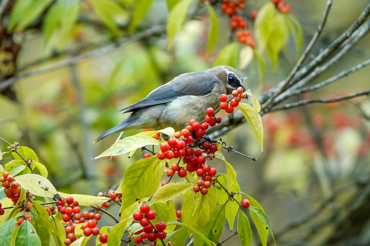 Cedar Waxwing - ML623723979