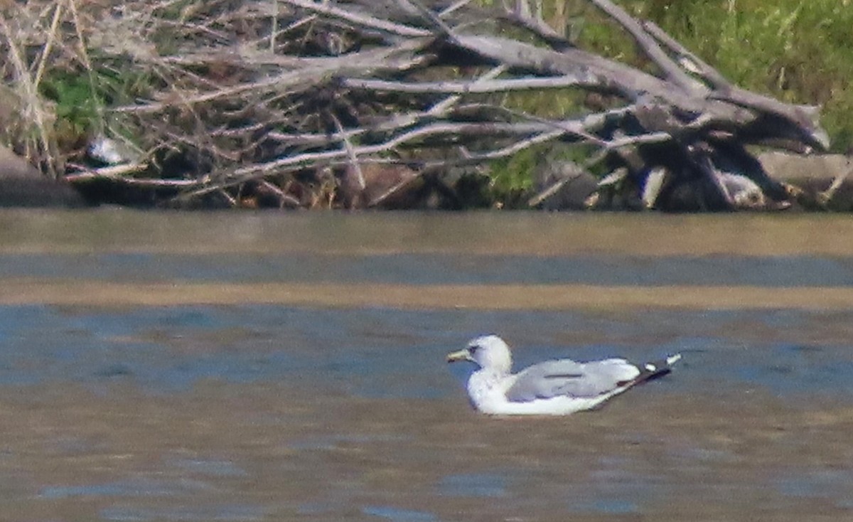 California Gull - ML623723996