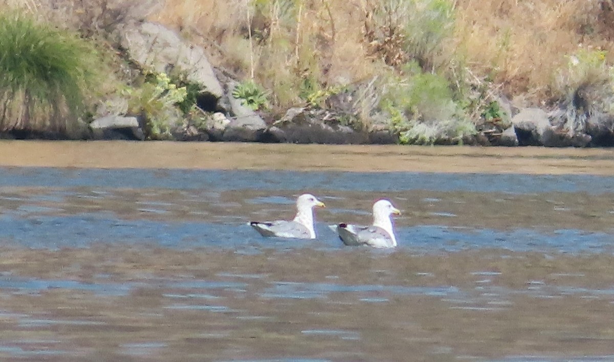California Gull - ML623723997