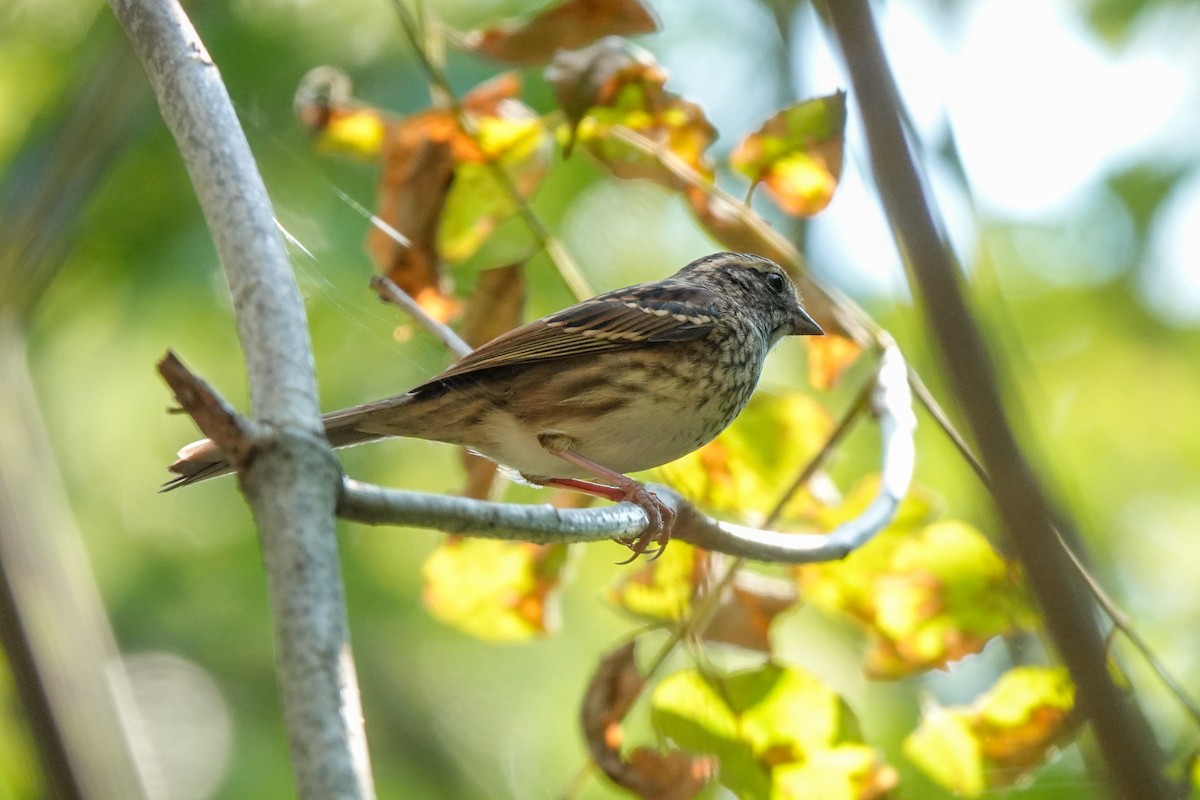 White-throated Sparrow - ML623723998